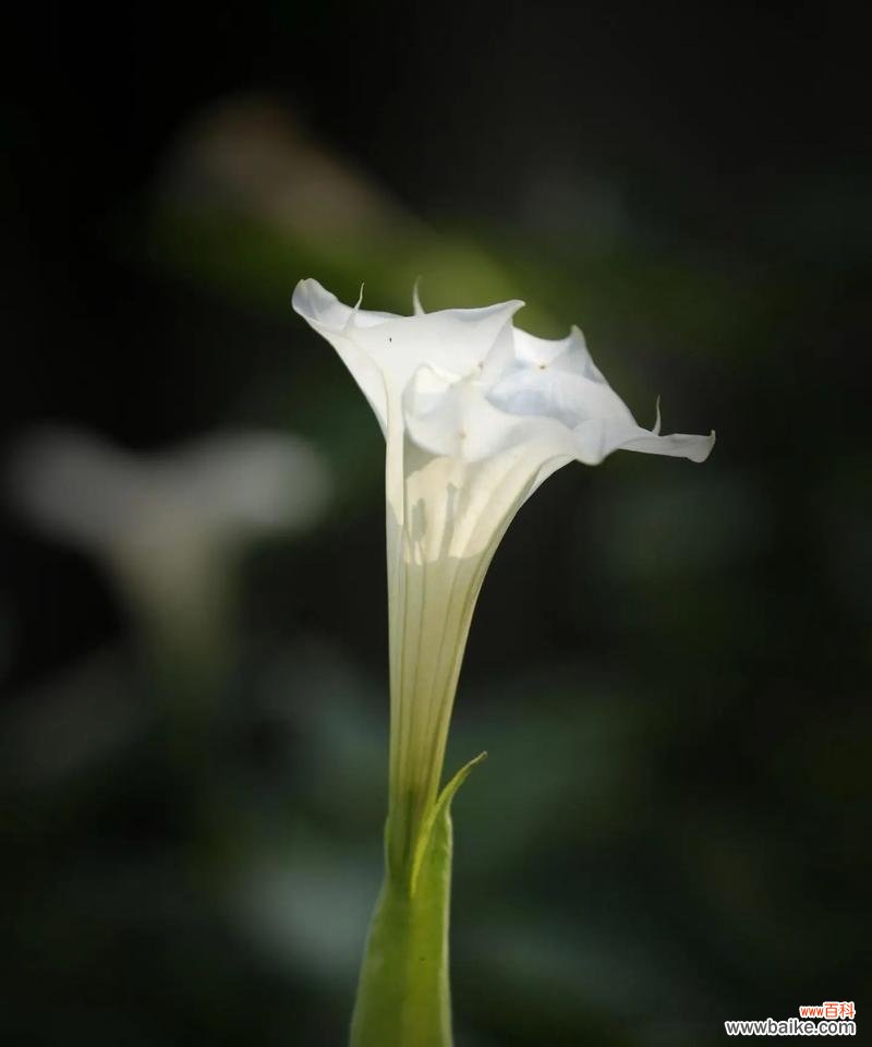 曼陀罗花在佛教中的花语是什么？