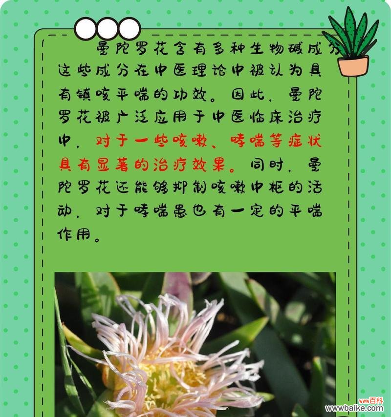 曼陀罗花在佛教中的花语是什么？