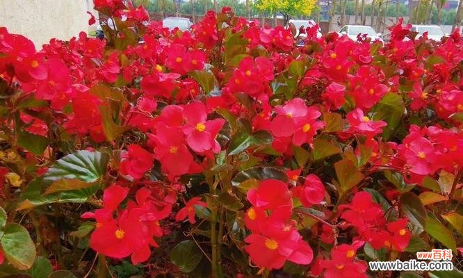 红色海棠花盆栽的花语代表什么?