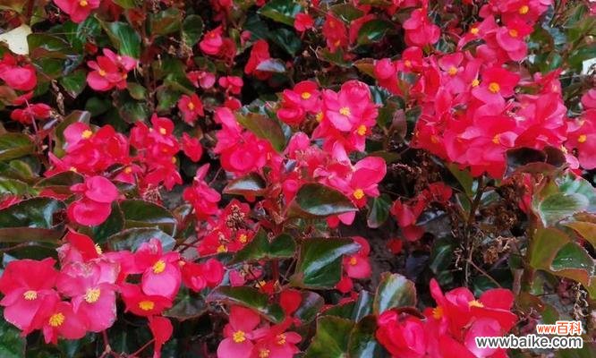 红色海棠花盆栽的花语代表什么?