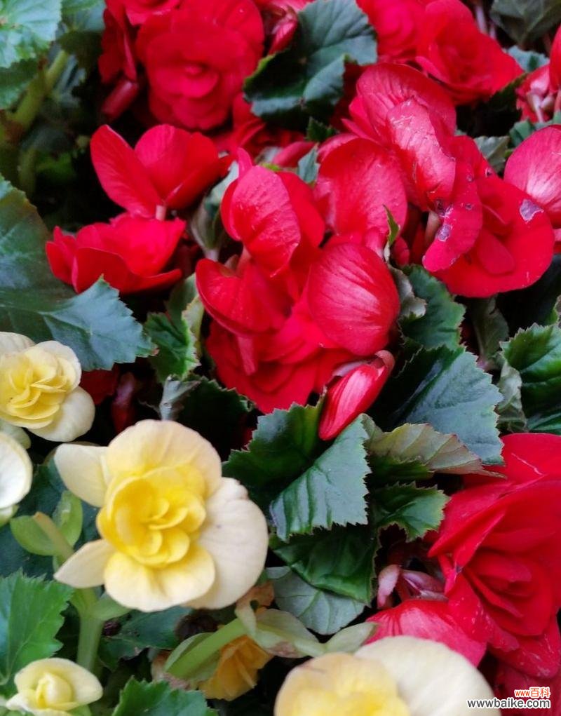 红色海棠花盆栽的花语代表什么?