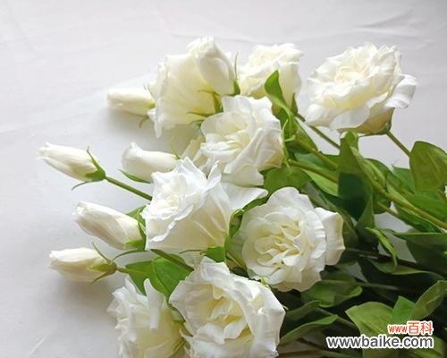 香槟玫瑰白桔梗的花语代表什么？