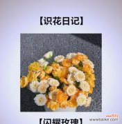 黄色花的花语是什么？它代表了哪些寓意？