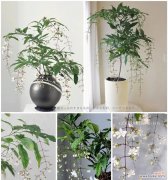 茉莉花语中捶死是什么意思？