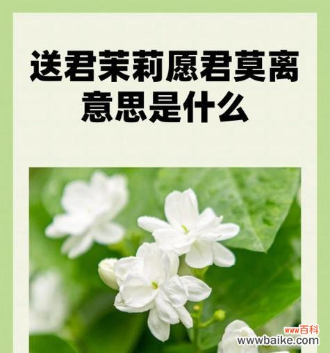 茉莉花语中捶死是什么意思？