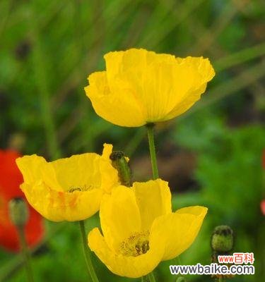 探寻虞美人花语的深层意义 虞美人花语之魅惑的诱惑