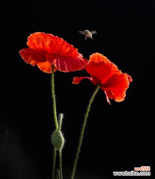 探寻虞美人花语的深层意义 虞美人花语之魅惑的诱惑