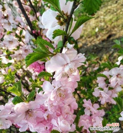 花开寓意希望，榆叶梅的花语如何诠释 以榆叶梅的花语传递爱与希望