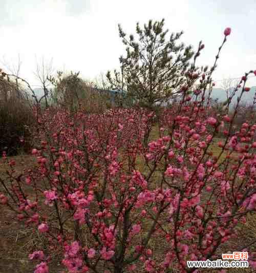 花开寓意希望，榆叶梅的花语如何诠释 以榆叶梅的花语传递爱与希望