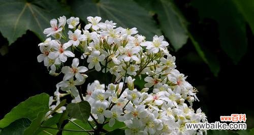 盛开如火，寓意繁荣与希望 油桐花的花语