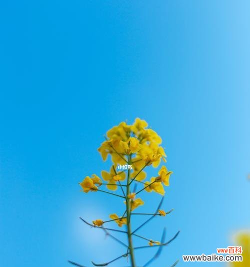 油菜花的美丽与寓意 油菜花花语的魅力