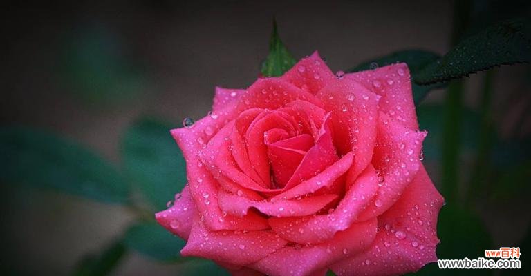 用月季诠释爱情的柔情和美丽 月季的花语