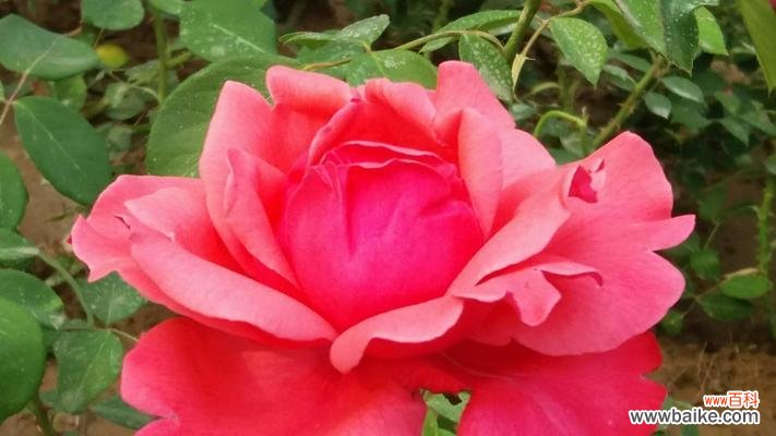 用月季诠释爱情的柔情和美丽 月季的花语