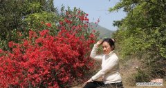 探寻映山红的花语之美 映山红花语与其寓意