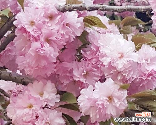 探寻樱花花语的深意 樱花诗的花语