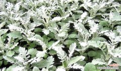 探寻银叶菊所传达的情感和象征 银叶菊的花语与意义