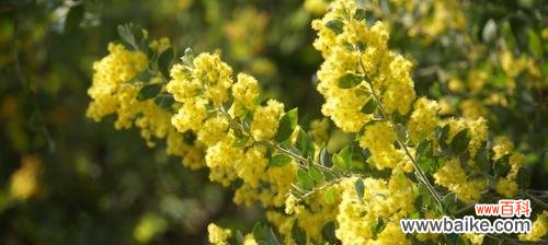 解读银叶金合欢树花语,传递情感与愿望 银叶金合欢树花语与其象征意义