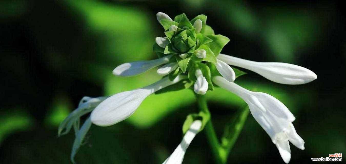 花香四溢，寓意美好的玉簪花 玉簪花