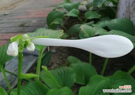 花香四溢，寓意美好的玉簪花 玉簪花