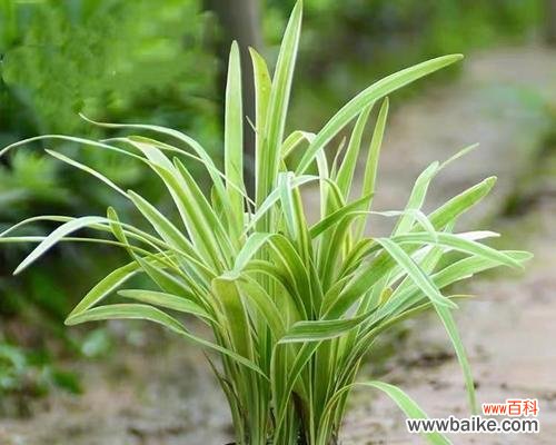 探索玉龙草的文化内涵与传承价值 玉龙草的寓意与象征意义