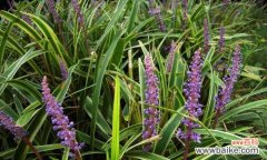 探索玉龙草的文化内涵与传承价值 玉龙草的寓意与象征意义