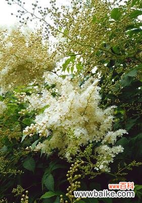 美丽绽放的珍珠梅花，诉说着丰富的情感与温暖 珍珠梅