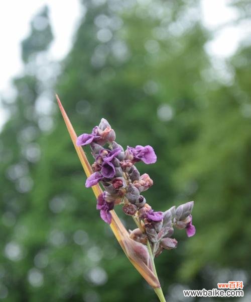 再力花的花语解读及象征意义 再力花的花语