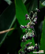 再力花的花语解读及象征意义 再力花的花语