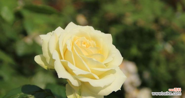 解读月季花的象征与情感，洞察人生的真谛 月季花的花语和寓意