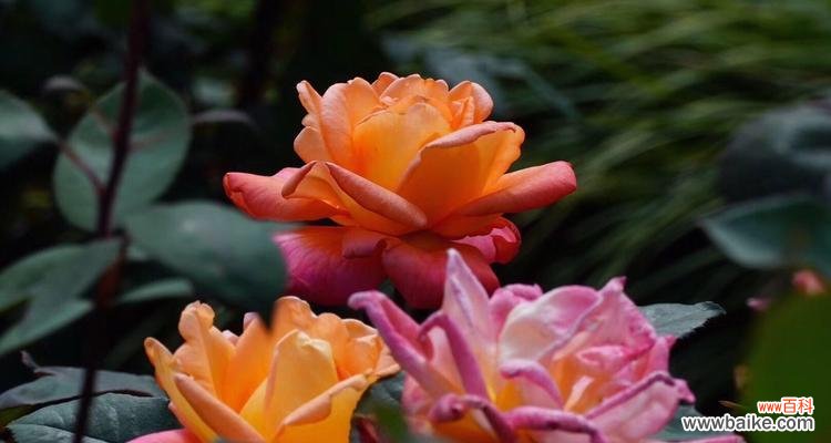 解读月季花的象征与情感，洞察人生的真谛 月季花的花语和寓意