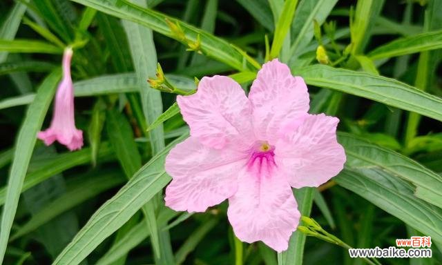 揭秘紫花翠芦莉的花语,探寻其美丽的奥秘 紫花翠芦莉的花语与美丽之谜