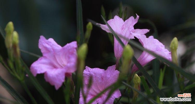 揭秘紫花翠芦莉的花语,探寻其美丽的奥秘 紫花翠芦莉的花语与美丽之谜