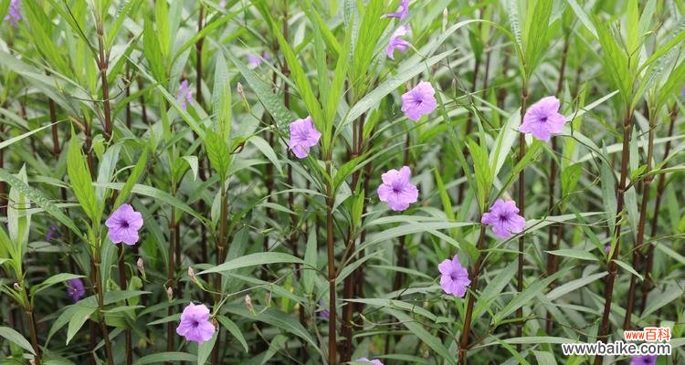 揭秘紫花翠芦莉的花语,探寻其美丽的奥秘 紫花翠芦莉的花语与美丽之谜