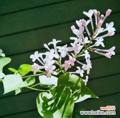 优化种植技术，提高产量与品质 探讨主蔓长度的意义与影响