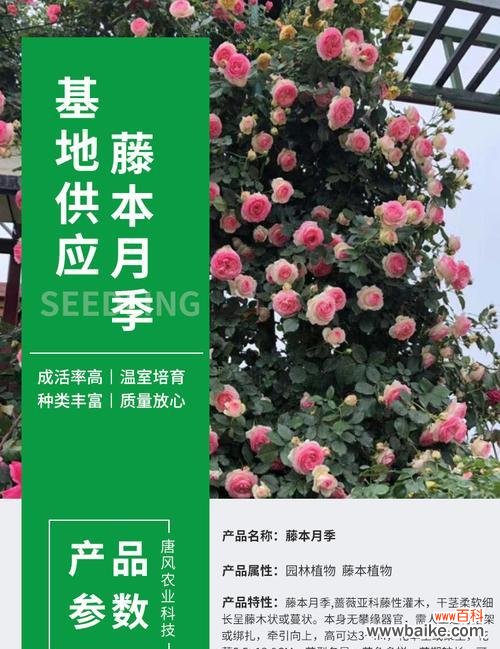 优化种植技术，提高产量与品质 探讨主蔓长度的意义与影响