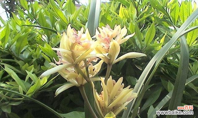 探寻竹子在文化传统中的角色与美学追求 竹子的象征意义与美学价值