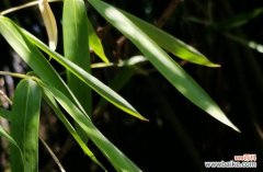 探寻竹子在文化传统中的角色与美学追求 竹子的象征意义与美学价值