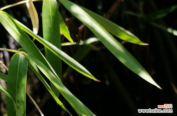 探寻竹子在文化传统中的角色与美学追求 竹子的象征意义与美学价值