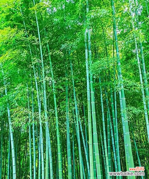 探寻竹子在文化传统中的角色与美学追求 竹子的象征意义与美学价值