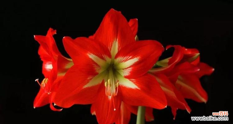 探索朱顶红的花语，了解其美丽与寓意 朱顶红的花语及其象征意义