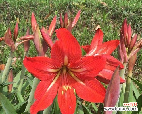 探索朱顶红的花语，了解其美丽与寓意 朱顶红的花语及其象征意义