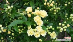 与五色草共舞 五色草花语与人生的奇妙共鸣