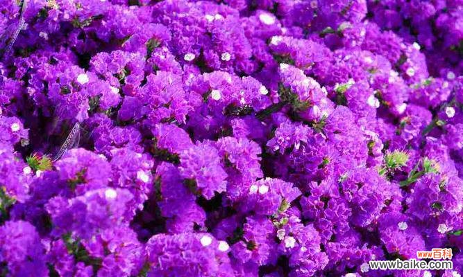 以勿忘草的花语和传说及其在文化中的意义 以勿忘草的花语——爱与记忆的象征