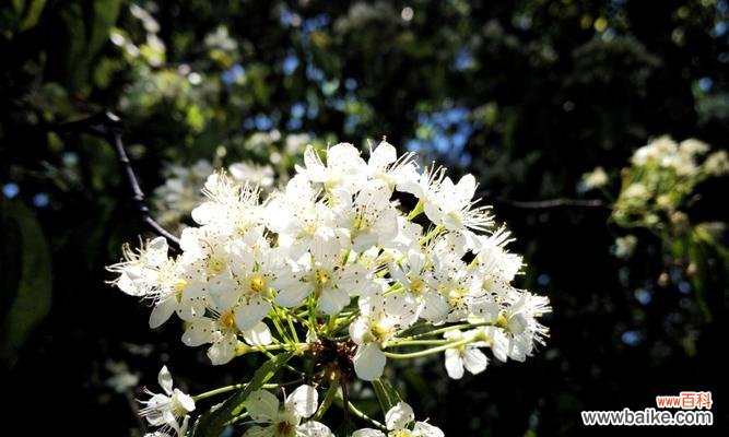 探寻线叶绣线菊花语的深层含义 线叶绣线菊花语之美