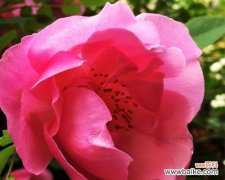 美丽花朵中的芬芳与情感 香水月季花语