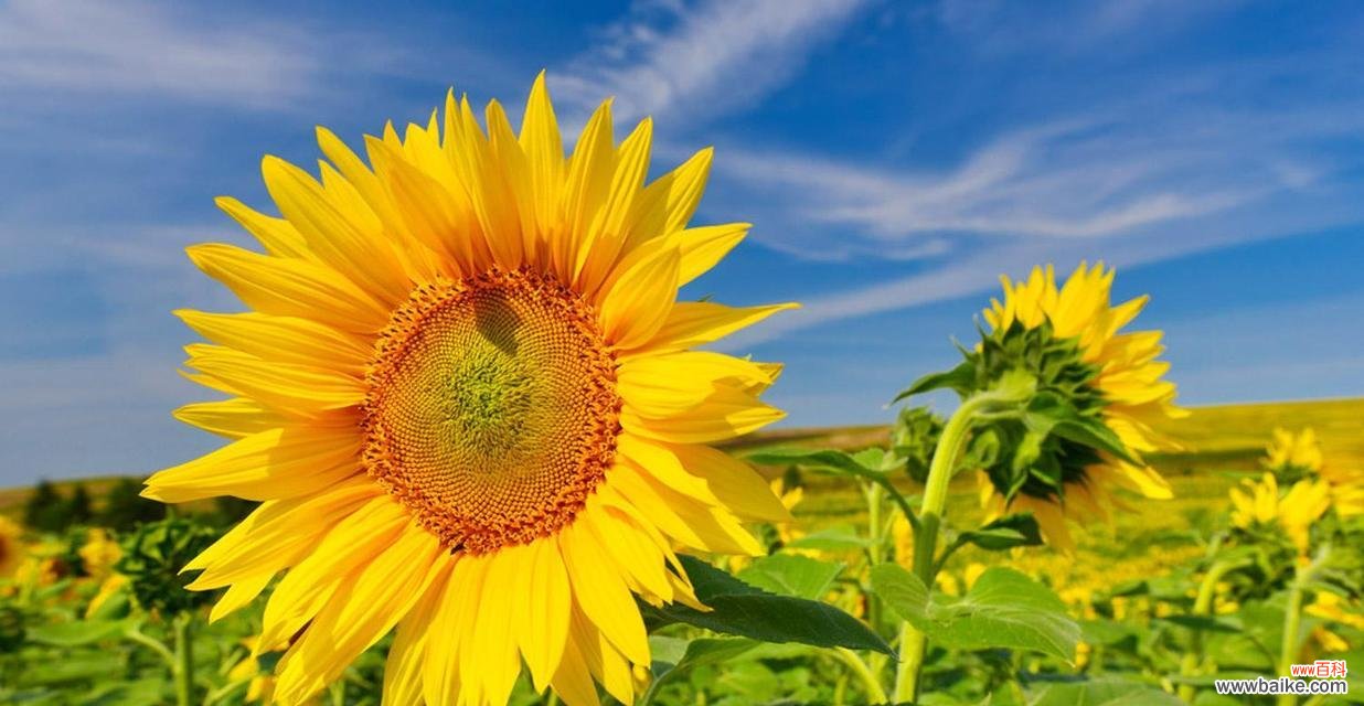 探究向阳花的寓意与象征意义 向阳花的花语-坚持希望与光明