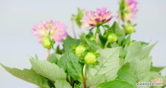 探索小丽花的神秘之美 小丽花的寓意及美丽表达