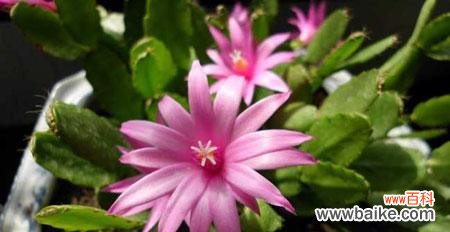 揭秘蟹爪兰的象征意义与隐藏的诗意之美 蟹爪兰的花语及寓意