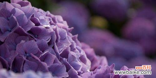 探索绣球花的美丽和深意 绣球花的寓意与象征意义