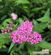 探寻绣线菊的神秘花语 绣线菊的花语与寓意